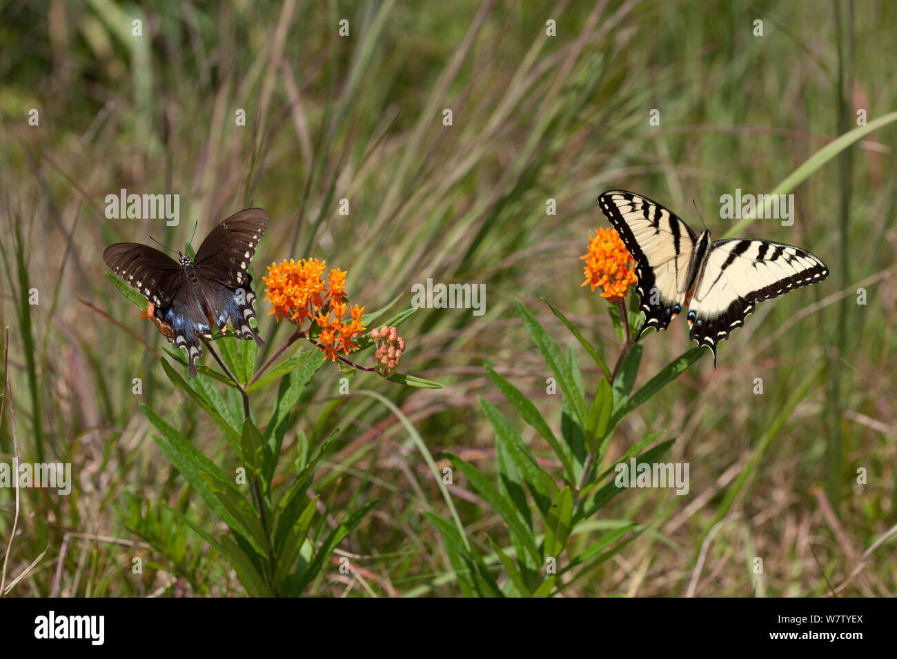 Orientale a coda di rondine di Tiger (Papilio glaucus) e Spicebush coda forcuta (Papilio troiolo) su butterfly weed, Francese Creek State Park, Berks County, Pennsylvania, USA, Agosto. Foto Stock