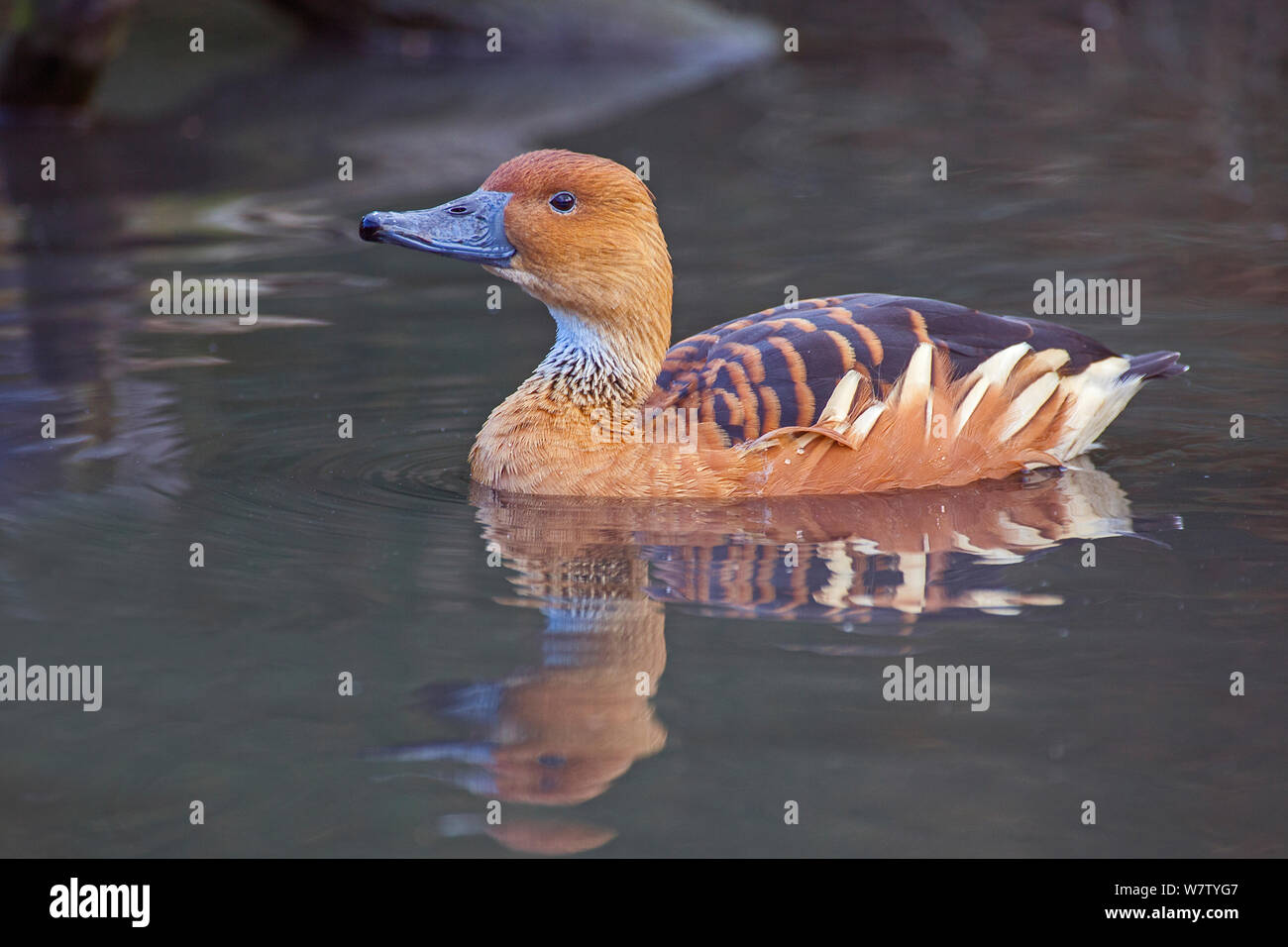 Sibilo Fulvous-anatra (Dendrocygna bicolor), captive, nativo di Australia. Foto Stock