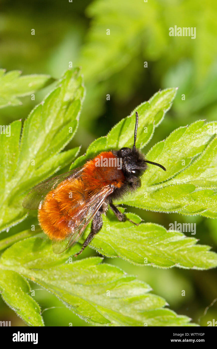 Femmina Bruno Mining Bee (Andrena fulva) Lewisham, Londra, Inghilterra, Regno Unito, Aprile. Foto Stock