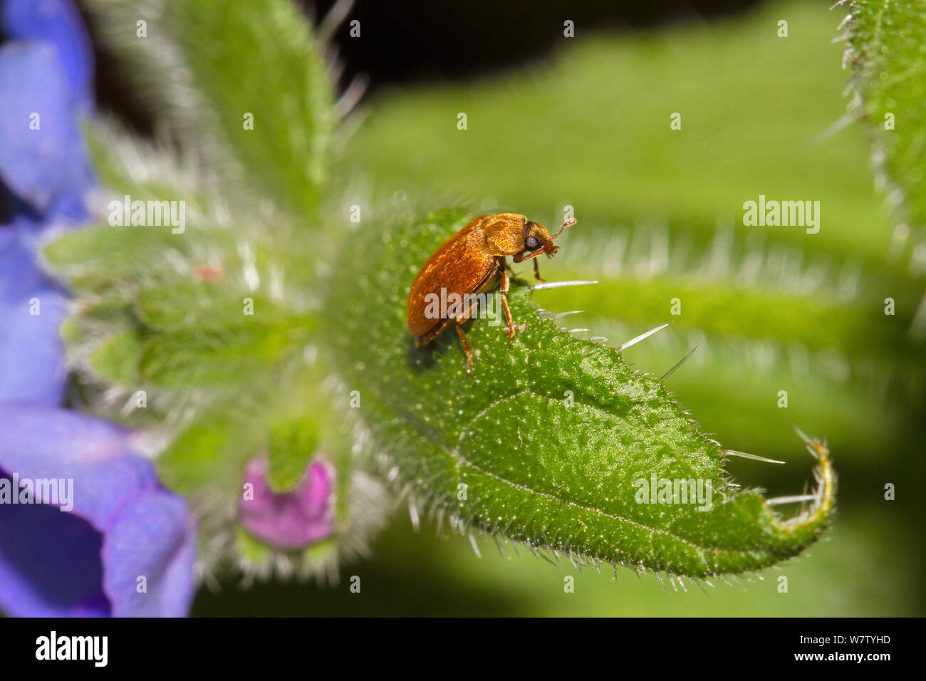 Lampone Beetle (Byturus tomentosus) un giardino di Pest, Lewisham, London, England, Regno Unito, maggio. Foto Stock