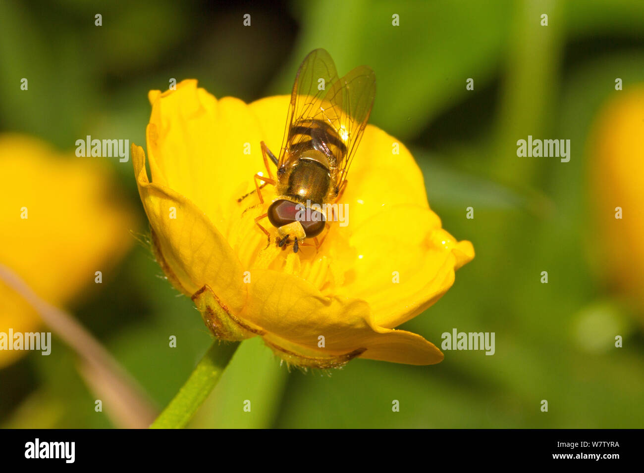 Hoverfly (Syrphini) su buttercup, Lewisham, London, England, Regno Unito, Giugno. Foto Stock