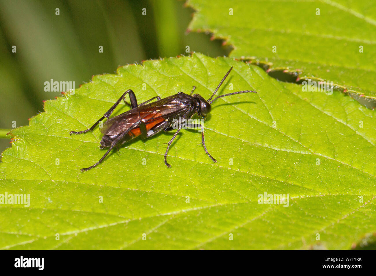 Sawfly (Aglaostigma aucupariae) Brockley cimitero, Lewisham, England, Regno Unito, Giugno. Foto Stock