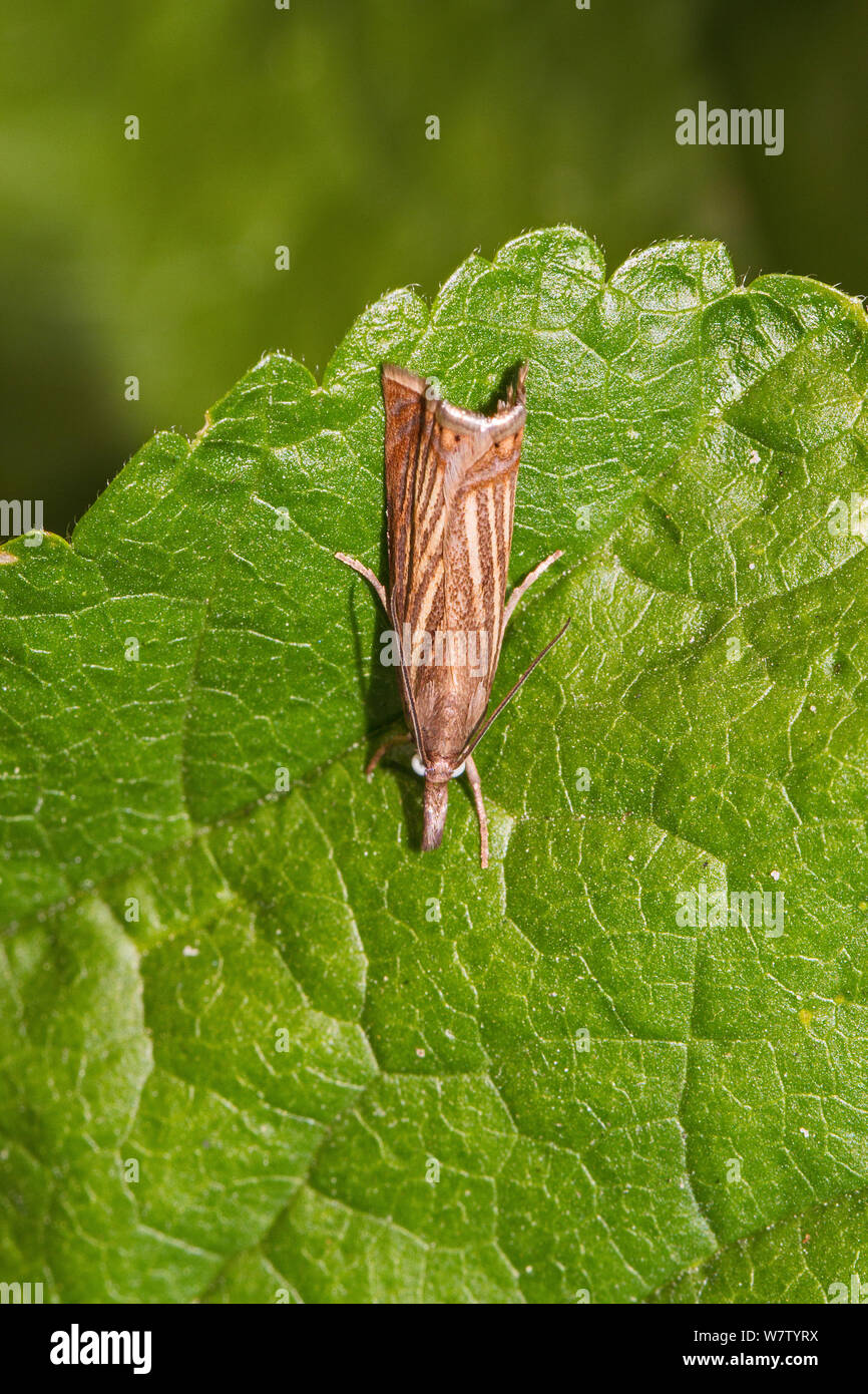Erba micro-moth (Chrysoteuchia culmella) a riposo sulla foglia, Lewisham, LONDRA, REGNO UNITO, Luglio. Foto Stock