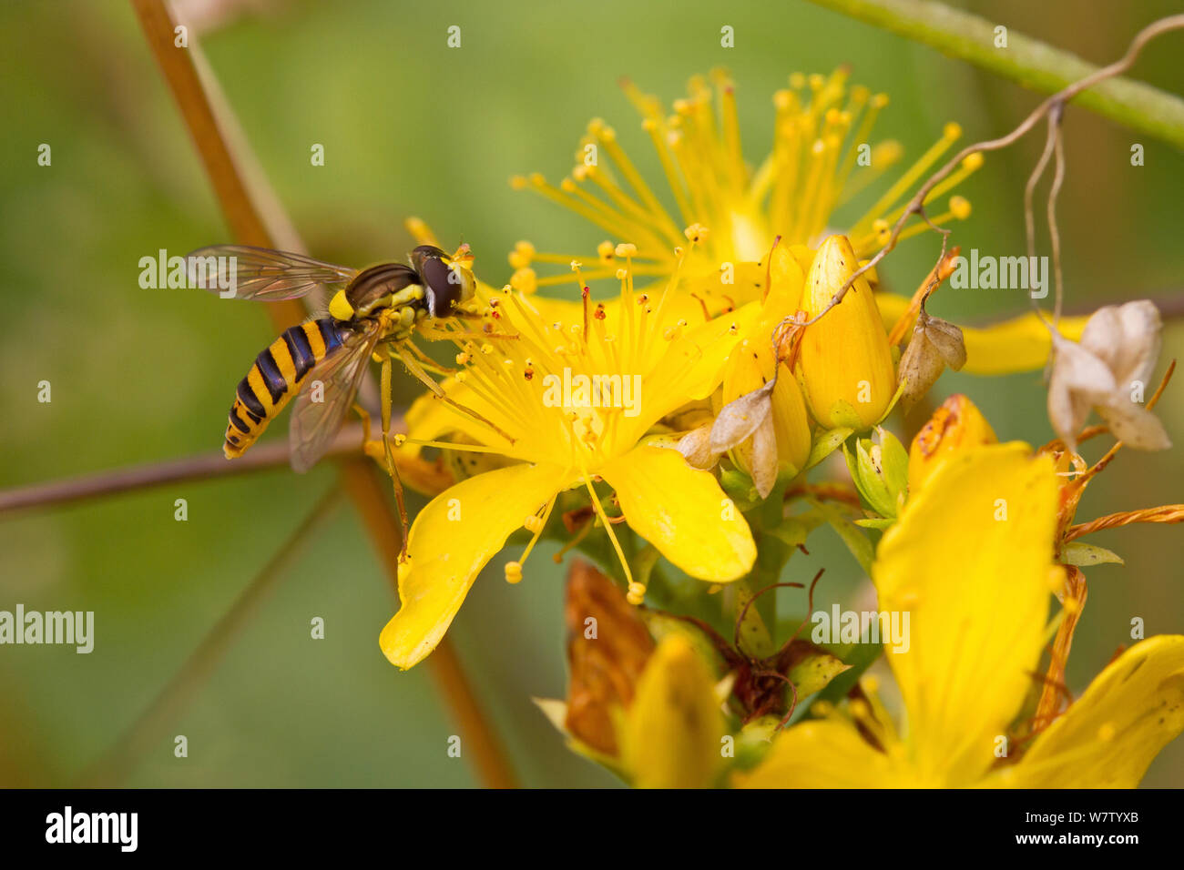 Hoverfly (Sphaerophoria scripta) alimentazione su erba di San Giovanni, Hutchinson's Bank, New Addington, LONDRA, REGNO UNITO, Agosto. Foto Stock