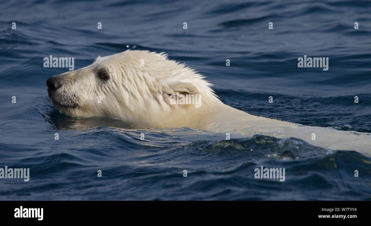 Polar Bear Cub (Ursus maritimus) nuoto Qikiqtarjuaq, Isola Baffin, Nunavut, Canada, Agosto. Foto Stock
