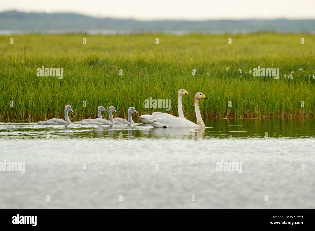 Due cigni Whooper (Cygnus cygnus) con quattro cygnets sull'acqua, Islanda, Luglio. Foto Stock