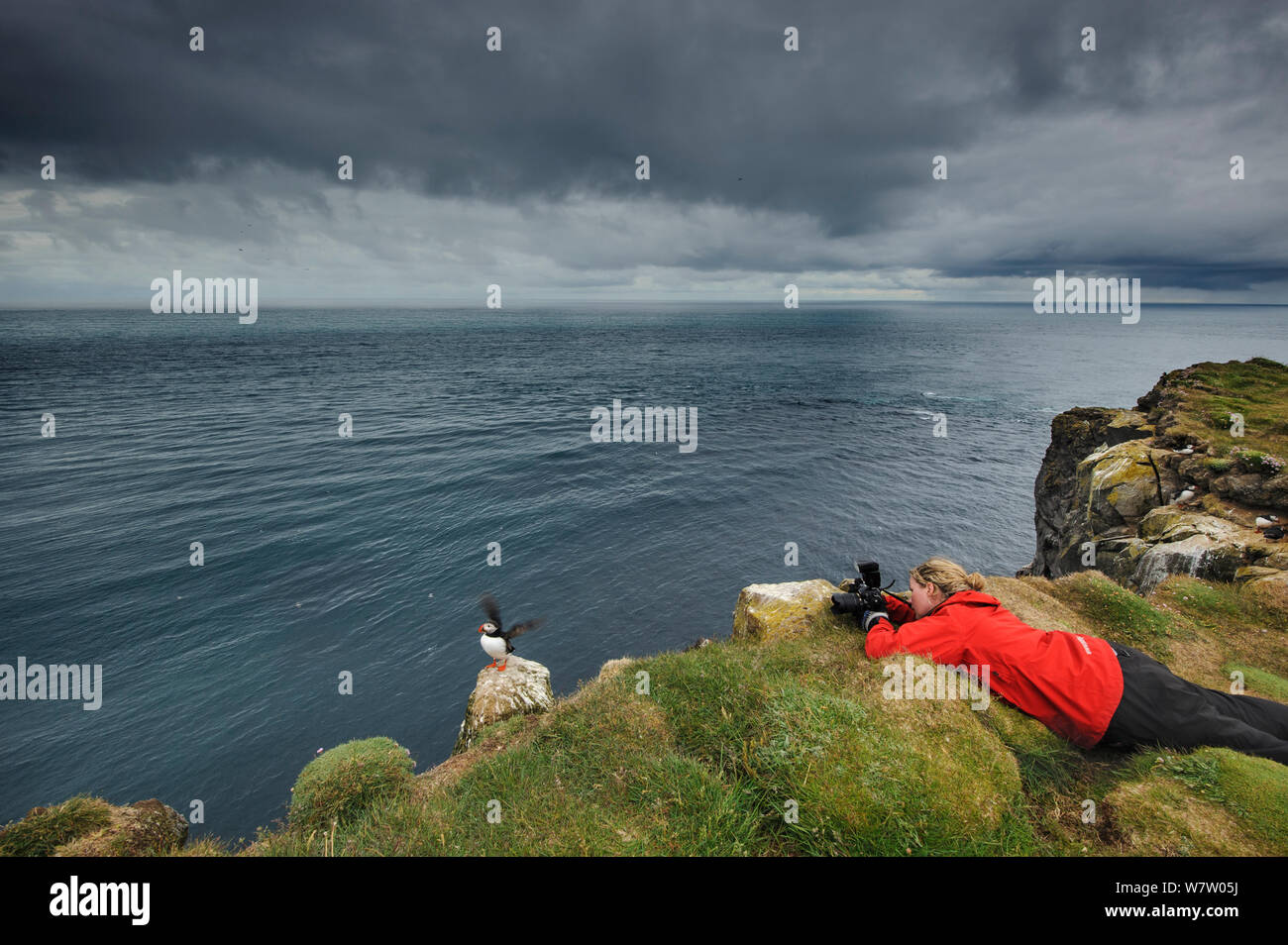 Signora fotografare i puffini (Fratercula arctica) su scogliere, Latrabjarg, Islanda, luglio 2012. Modello rilasciato. Foto Stock