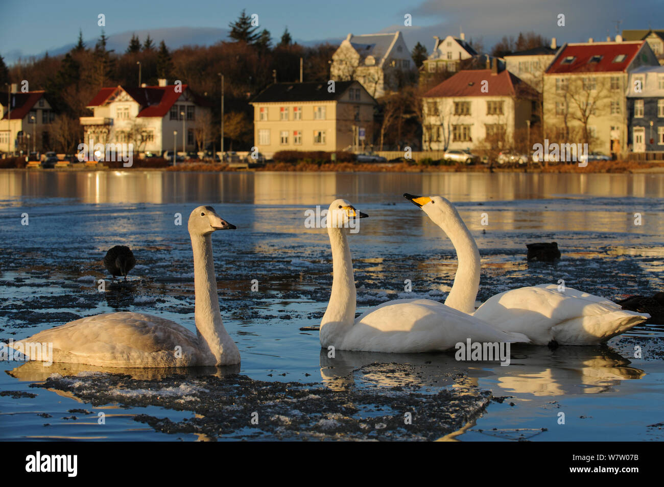 Tre cigni Whooper (Cygnus cygnus) su parzialmente congelati Tjornin (stagno) Reykjavik, Islanda, novembre 2012. Foto Stock