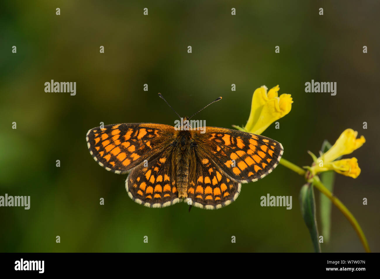 Heath fritillary butterfly (Melitaea athalia) comuni sulla mucca-grano (Melampyrum pratense) Blean Woods, Kent, Regno Unito, Luglio. Foto Stock