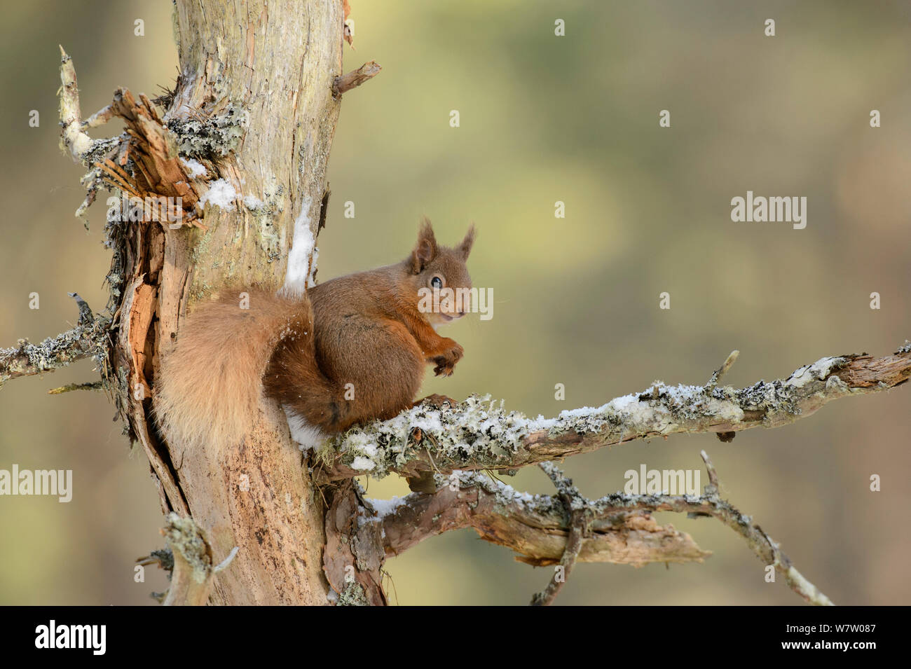Red scoiattolo (Sciurus vulgaris) seduto sul ramo, Black Isle, Scozia, Marzo. Foto Stock