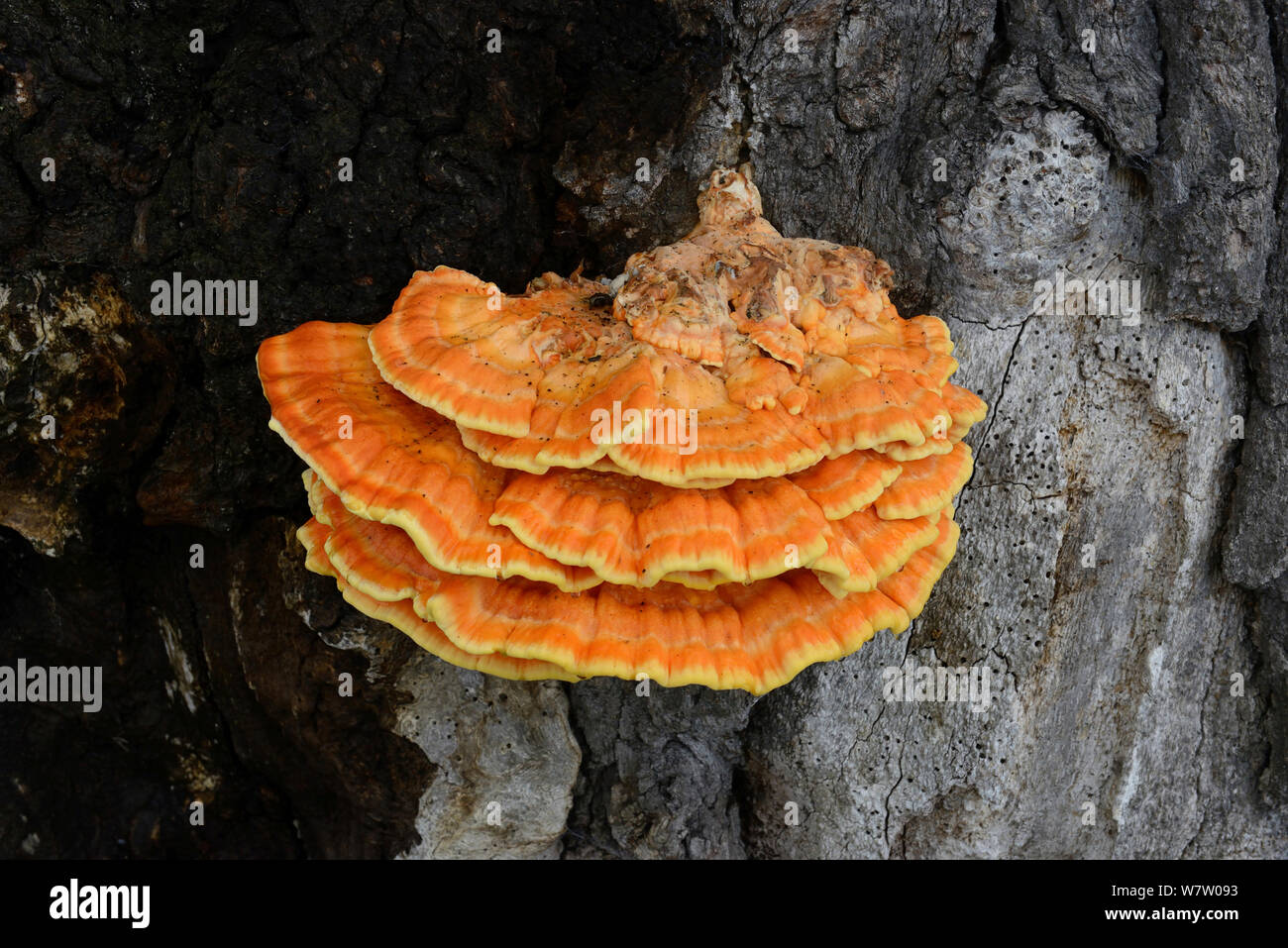 Pollo di boschi (Laetiporus sulfurei) crescente rovere morto, Herefordshire, Inghilterra. Foto Stock