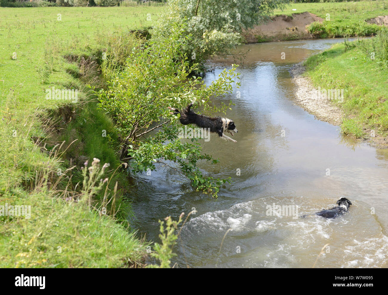 Due Border Collies saltando nel fiume freccia per una nuotata, Herefordshire, England, Regno Unito, Agosto. Foto Stock