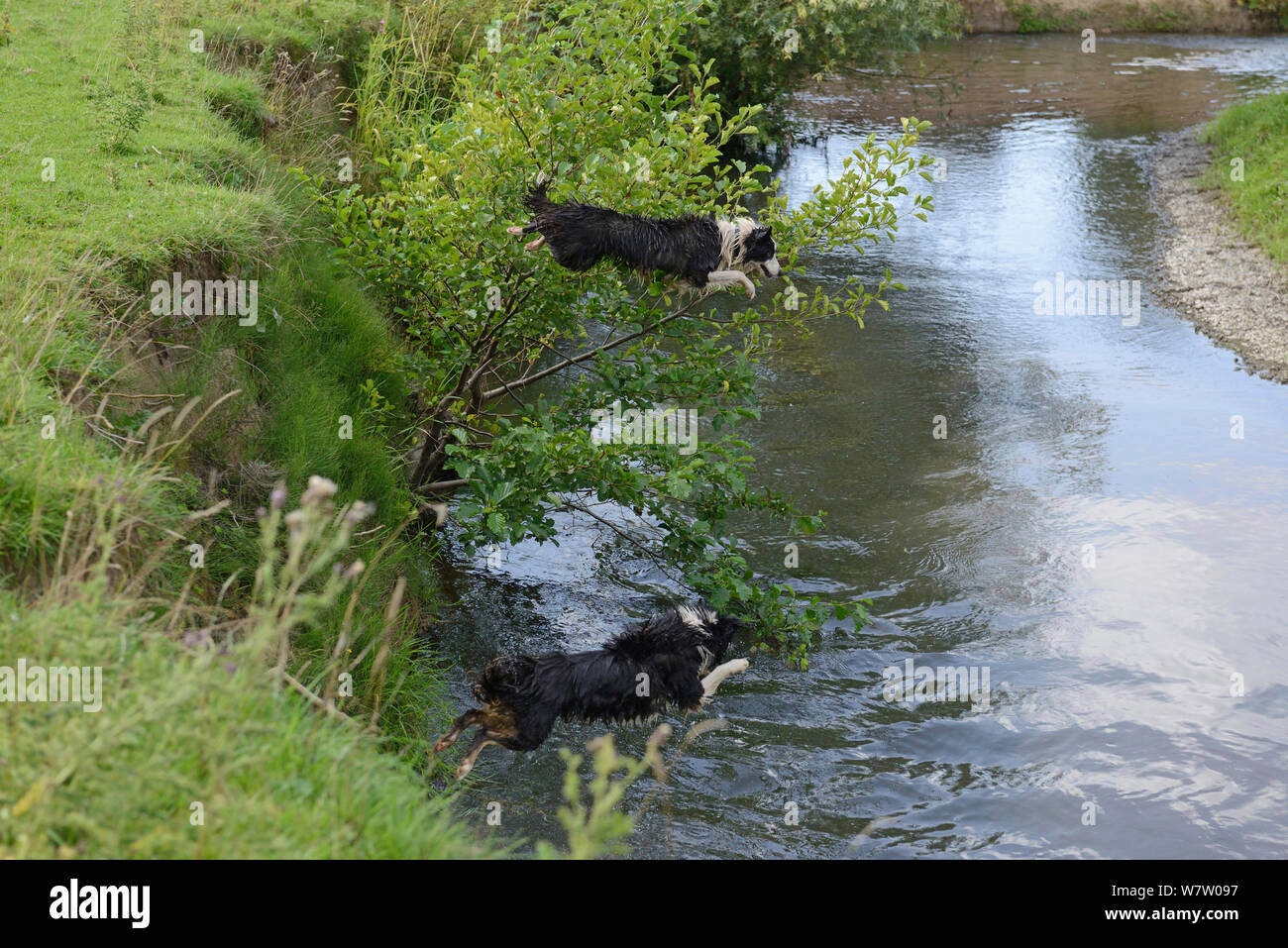Due Border Collies saltando nel fiume freccia per una nuotata, Herefordshire, England, Regno Unito, Agosto. Foto Stock