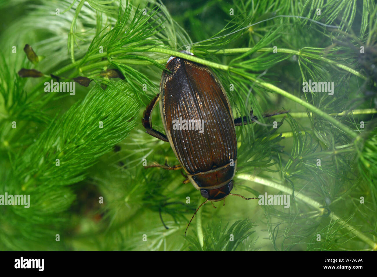 Femmina grande diving beetle (Dytiscus circumflexus), poggiante su Hornwort, UK, captive. Foto Stock
