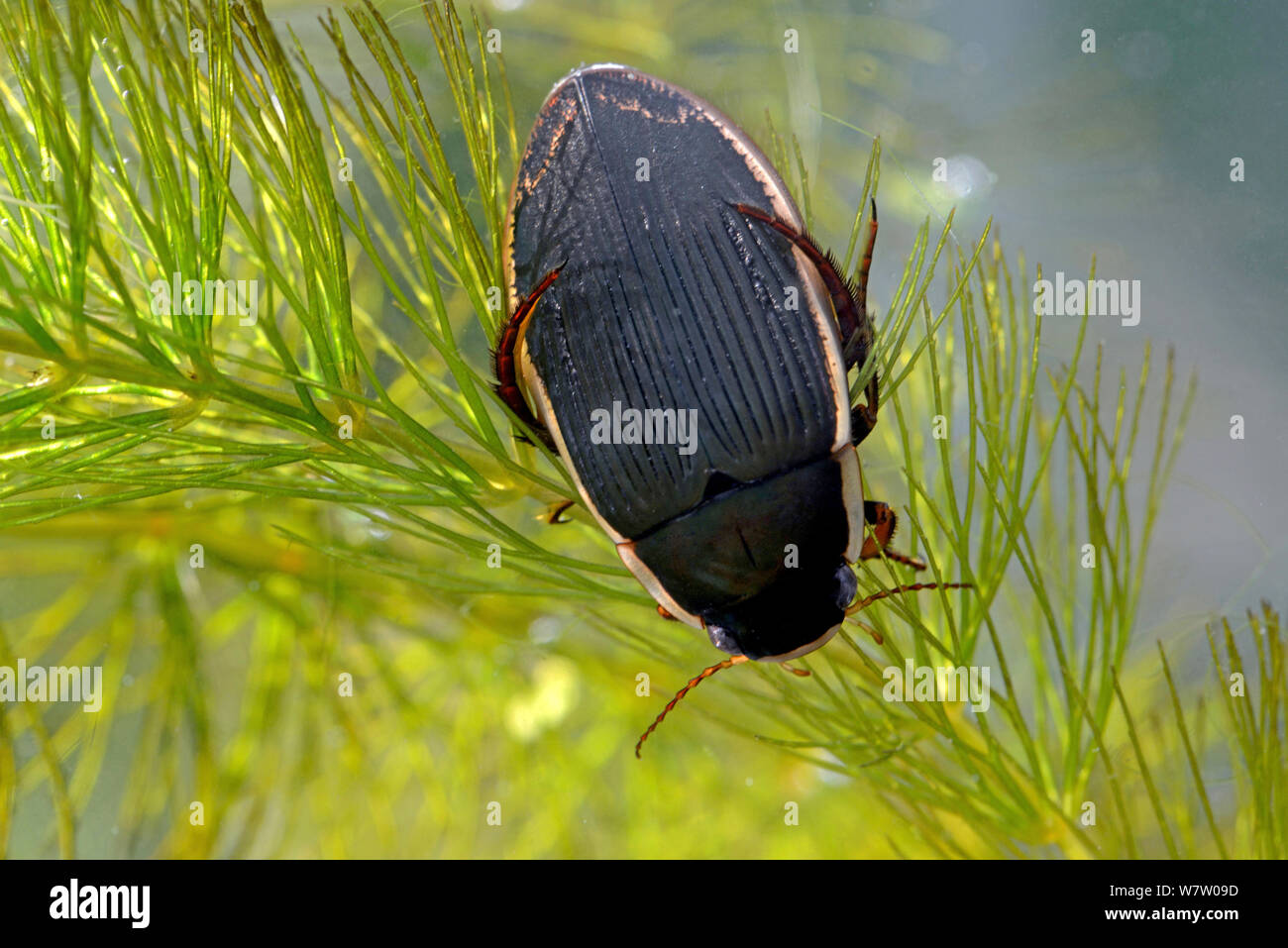 Femmina nera ventre (Dytiscus semisulcatus) in corrispondenza della superficie per aria, Llyn Heilyn, Radnorshire, Galles. Foto Stock