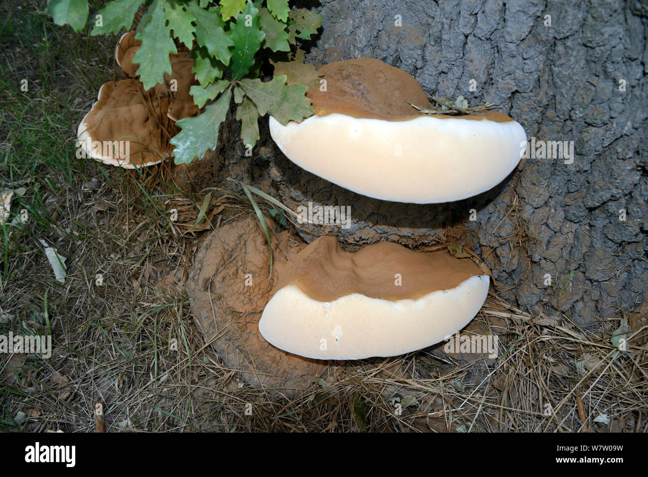 Staffa (fungo Ganoderma australe) sulla quercia sessile (Quercus petrea) Ceredigion, Wales, Regno Unito, Agosto. Foto Stock