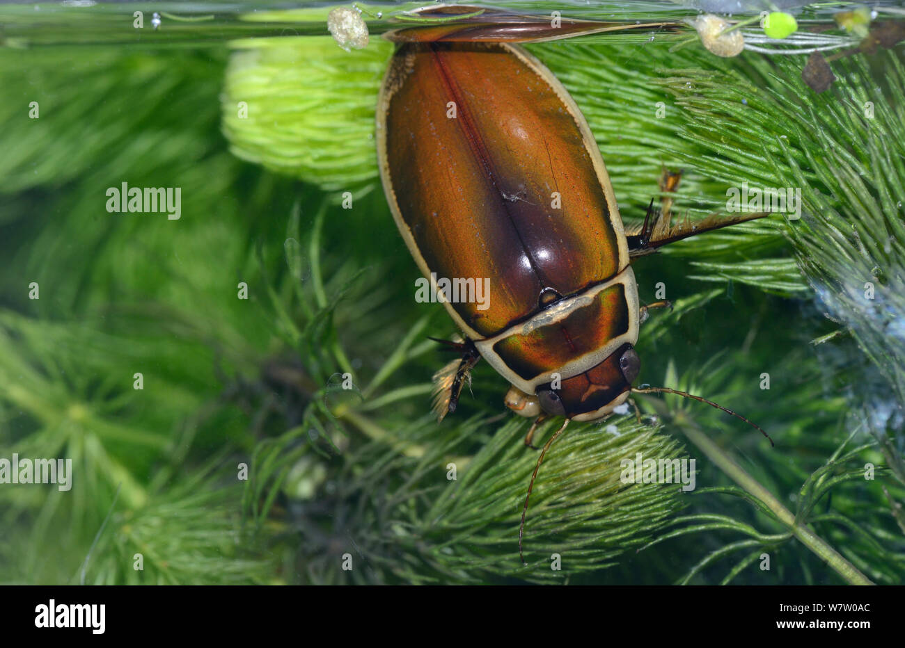 Maschio grande Diving Beetle (Dytiscus marginalis) tenendo in aria, captive, Essex, Inghilterra. Foto Stock