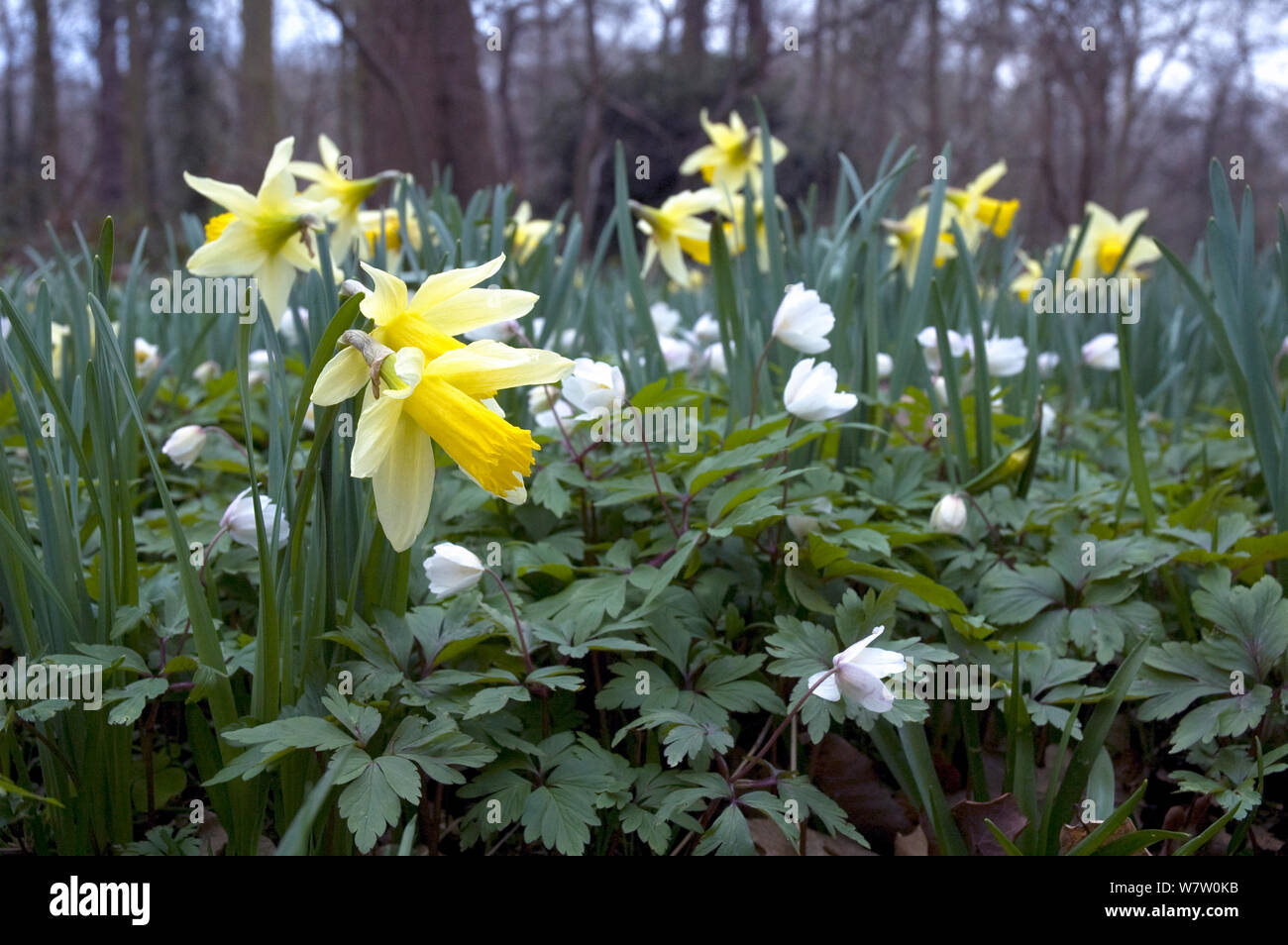 I narcisi selvatici (Narcissus pseudonarcissus) cresce in antichi boschi, Lesnes Abbey Wood, London Borough of Bexley, England, Regno Unito, Marzo. Foto Stock