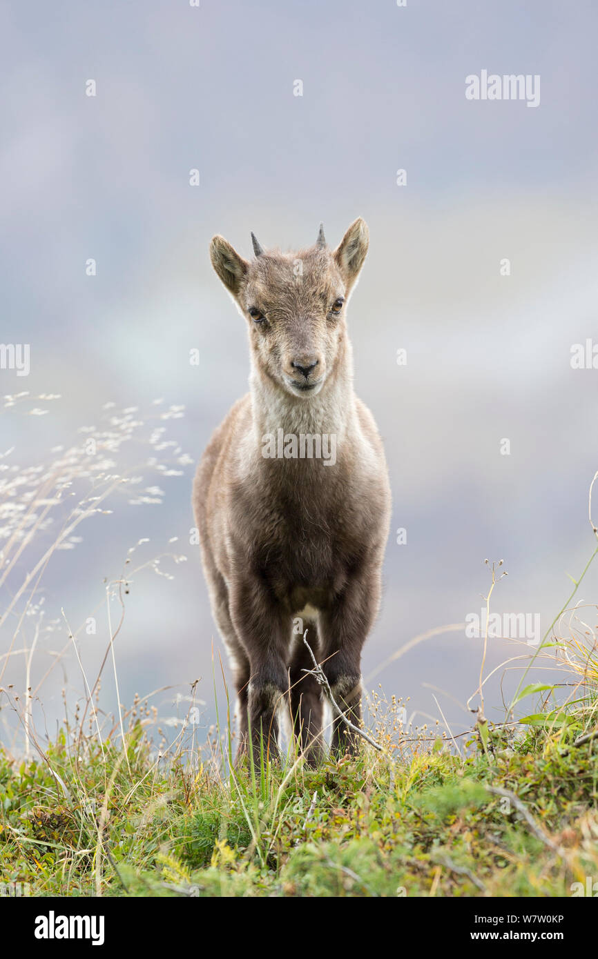 Stambecco delle Alpi (Capra ibex) giovani in piedi su un crinale, riserva Naturelle des Aiguilles Rouges, Chamonix Haute Savoie, Francia, Europa, settembre Foto Stock