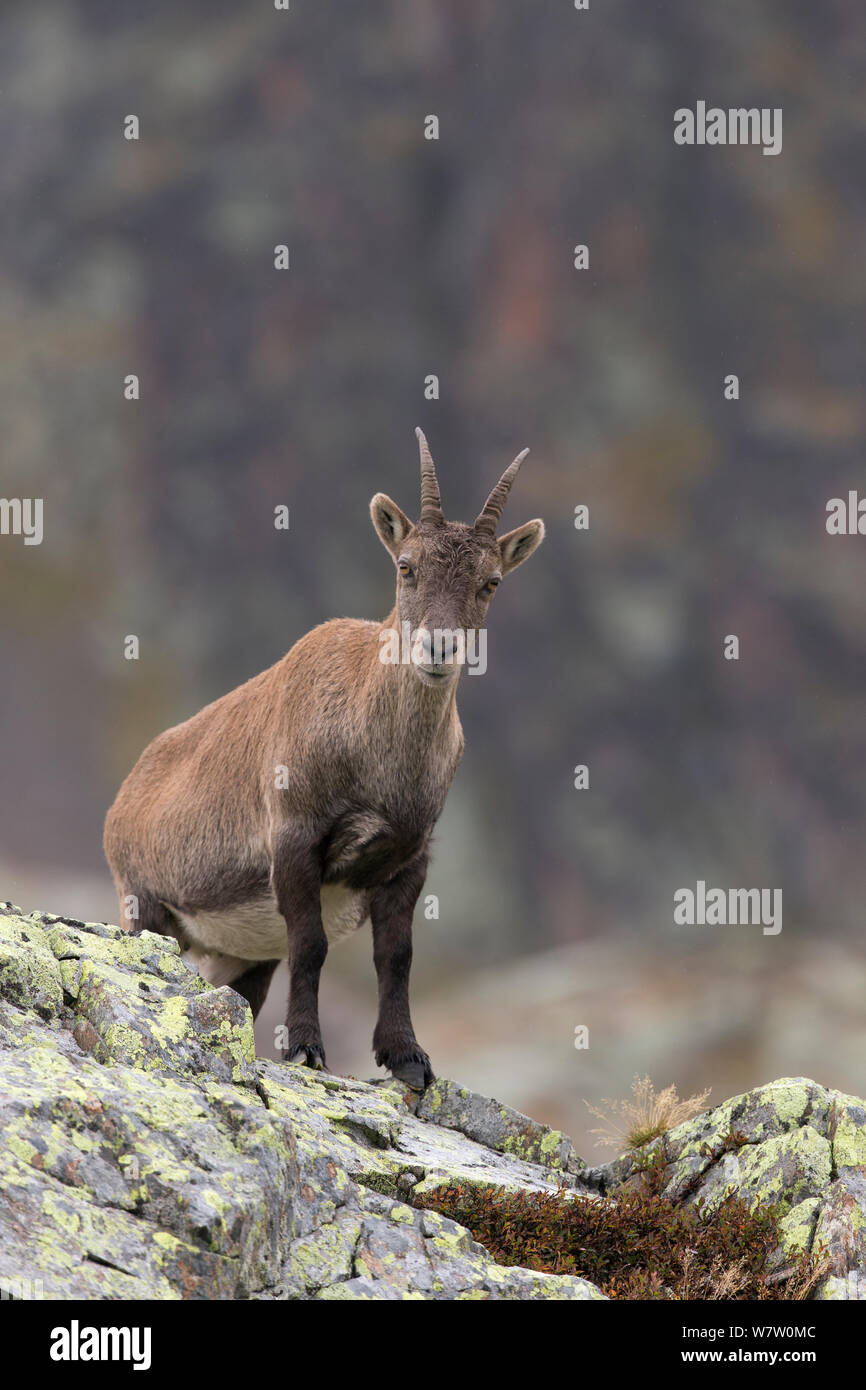 Stambecco delle Alpi (Capra ibex) femmina sul crinale, riserva Naturelle des Aiguilles Rouges, Chamonix Haute Savoie, Francia, Europa, Settembre. Foto Stock