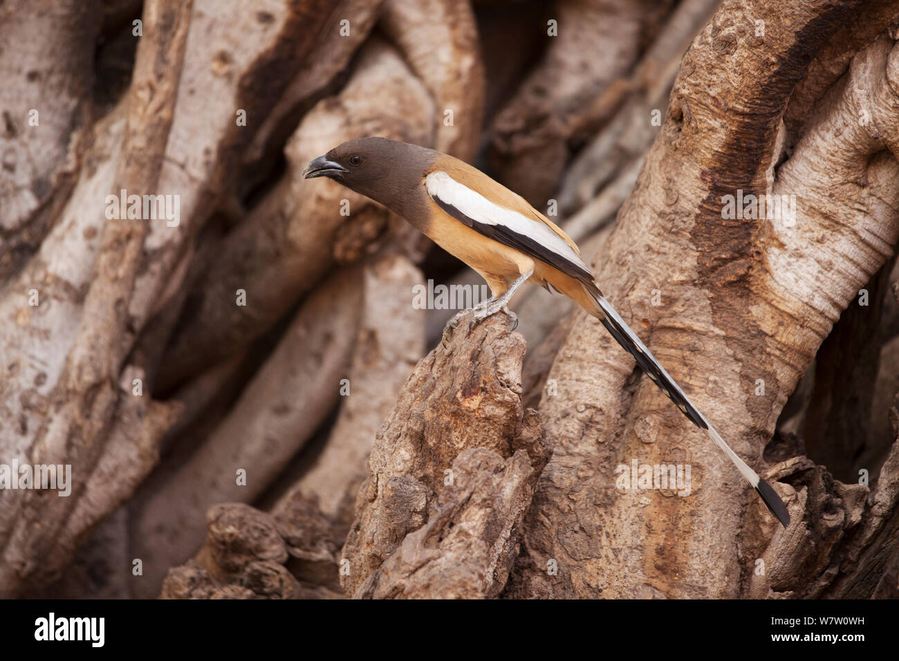 Indian treepie (Dendrocitta vagabunda) arroccato tra le radici di un Banyan Tree. Parco nazionale di Ranthambore, Rajasthan, India. Foto Stock