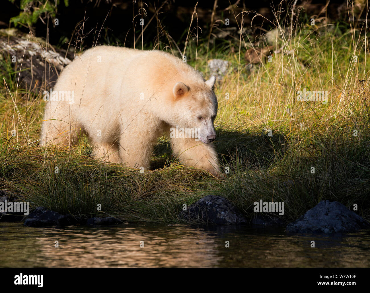 Kermode Bear (Ursus americanus kermodei) nella luce del sole serale, grande orso nella foresta pluviale, British Columbia, Canada. Foto Stock
