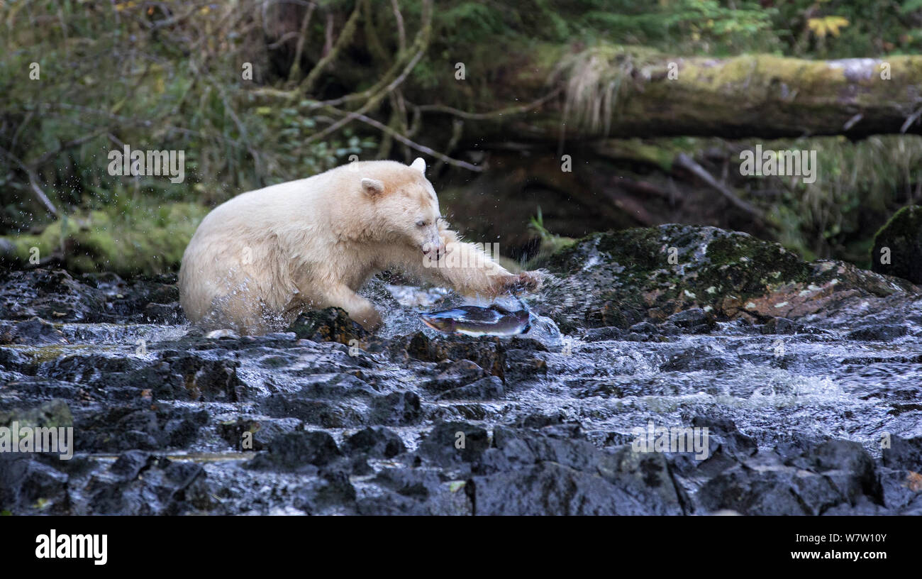 Kermode Bear (Ursus americanus kermodei) tenta di catturare un salmone, grande orso nella foresta pluviale, British Columbia, Canada. Foto Stock