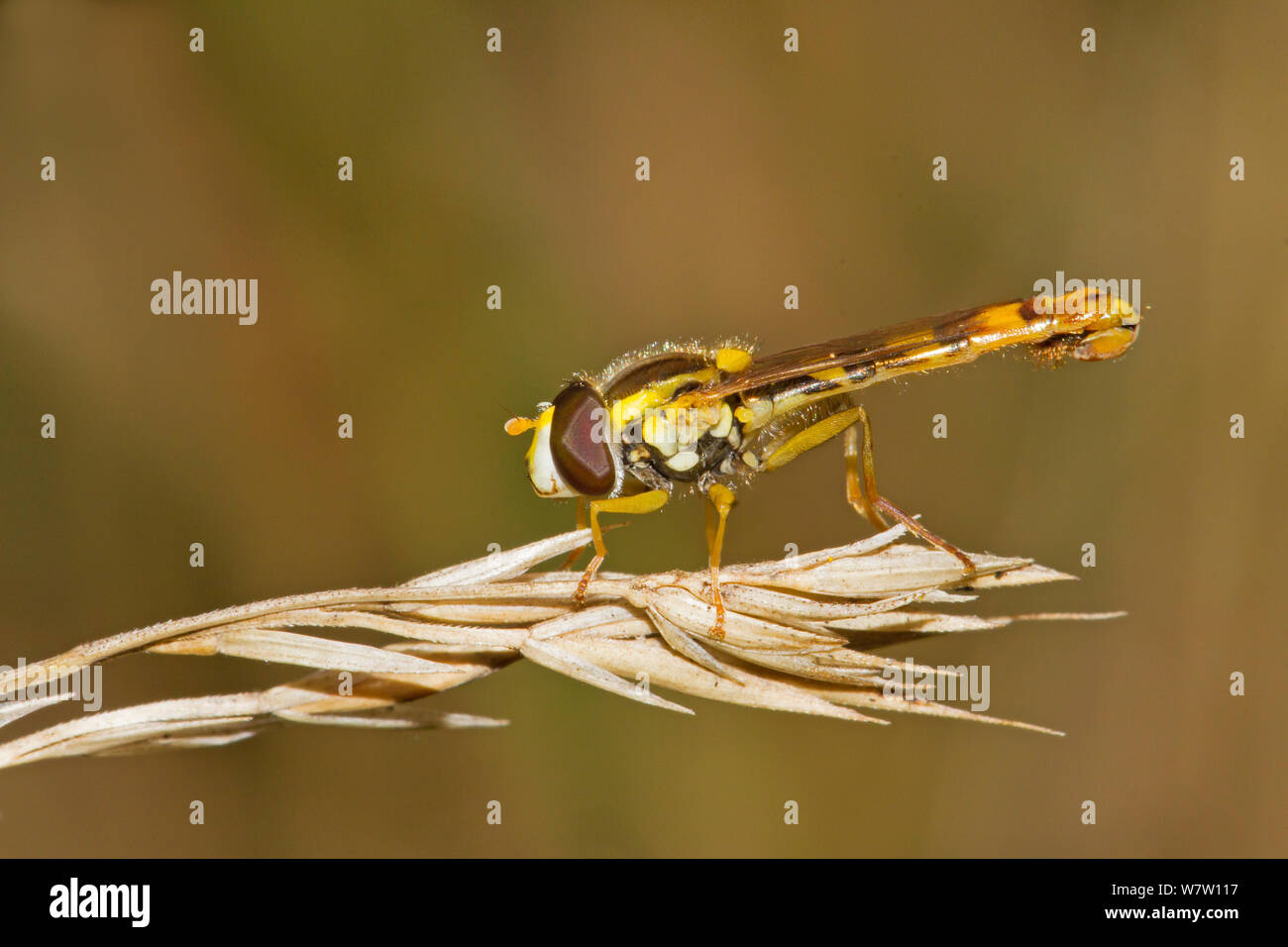 Hoverfly maschio (Sphaerophoria scripta) poggiante su grasshead, Ladywell campi, Lewisham, England, Regno Unito, Settembre. Foto Stock
