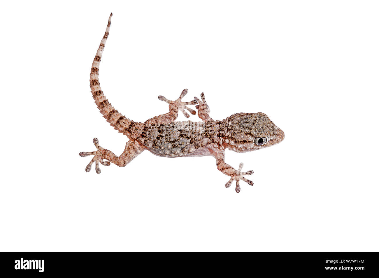 I giovani europei house gecko (Hemidactylus turcucus) Creta, Grecia, Agosto. Progetto Meetyourneighbors.net. Foto Stock
