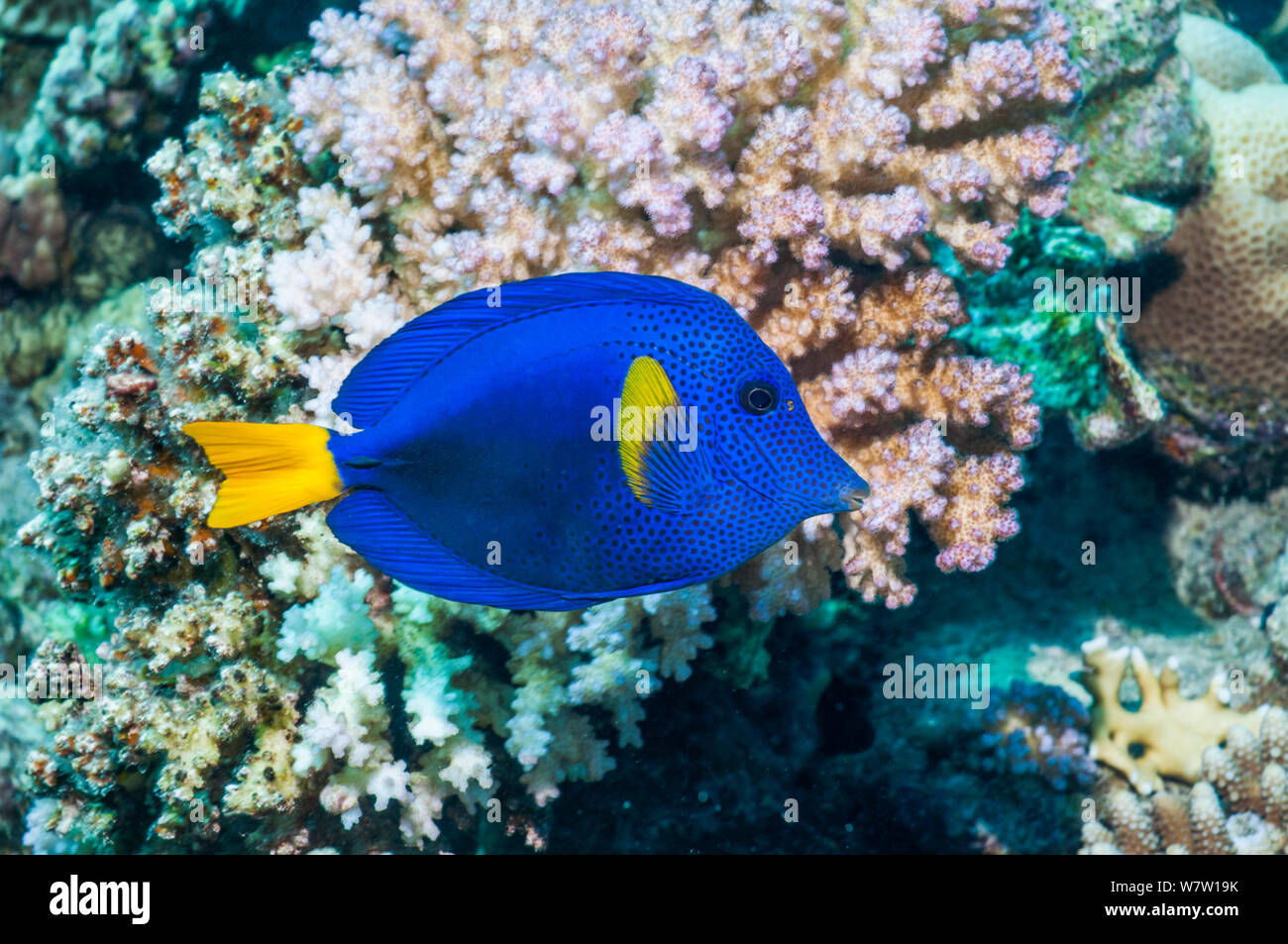 Limanda codolo o surgeonfish (Zebrasoma xanthurum) Egitto, Mar Rosso. Foto Stock