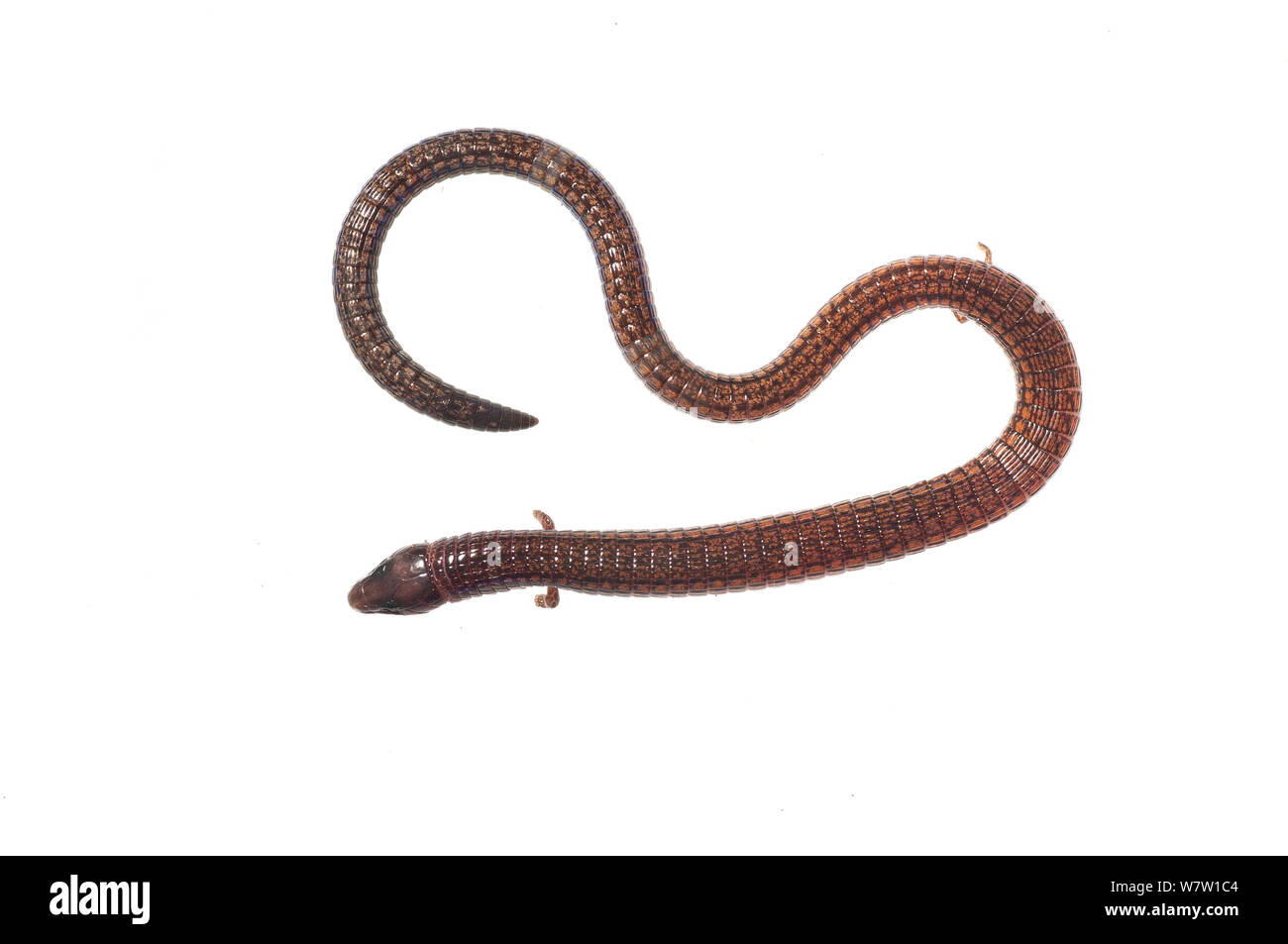 Spectacled lizard (Bachia flavescens) Chenapau, Guyana. Progetto Meetyourneighbors.net. Foto Stock