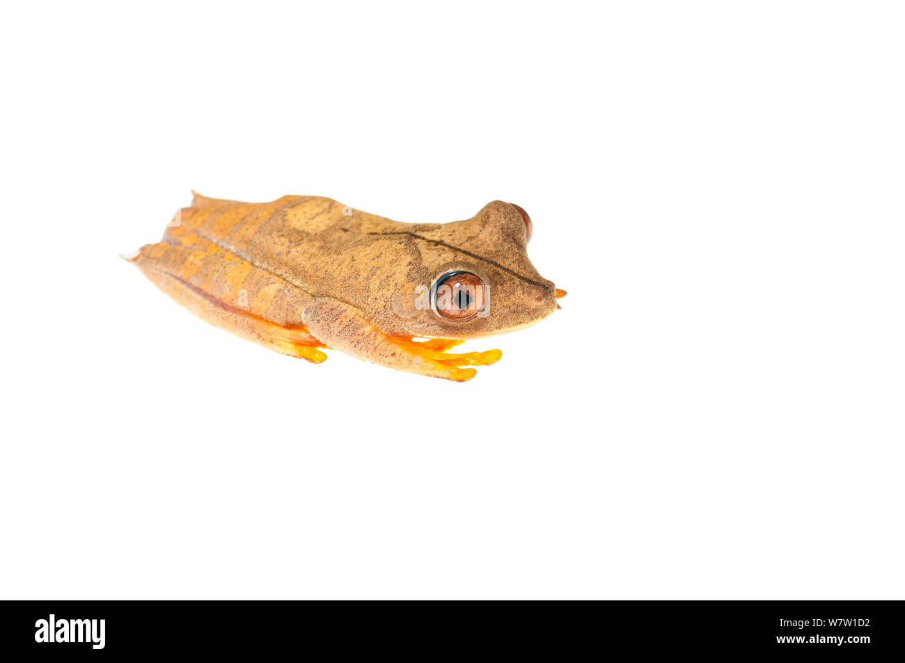 Mappa Raganella (Hypsiboas geographicus) Chenapau, Guyana. Progetto Meetyourneighbors.net. Foto Stock