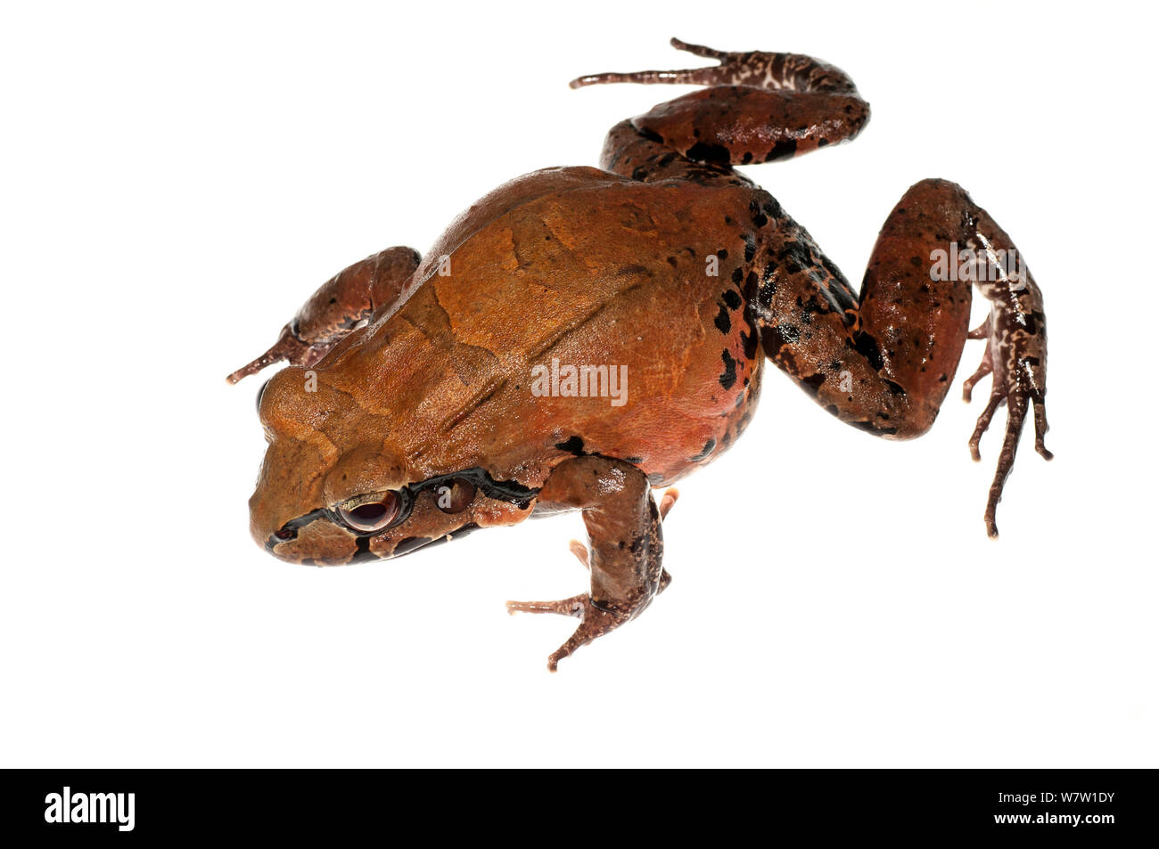 Knudsen&#39;s Thin-toed Frog (Leptodactylus knudseni) adulto, Chenapau, Guyana. Progetto Meetyourneighbors.net. Foto Stock