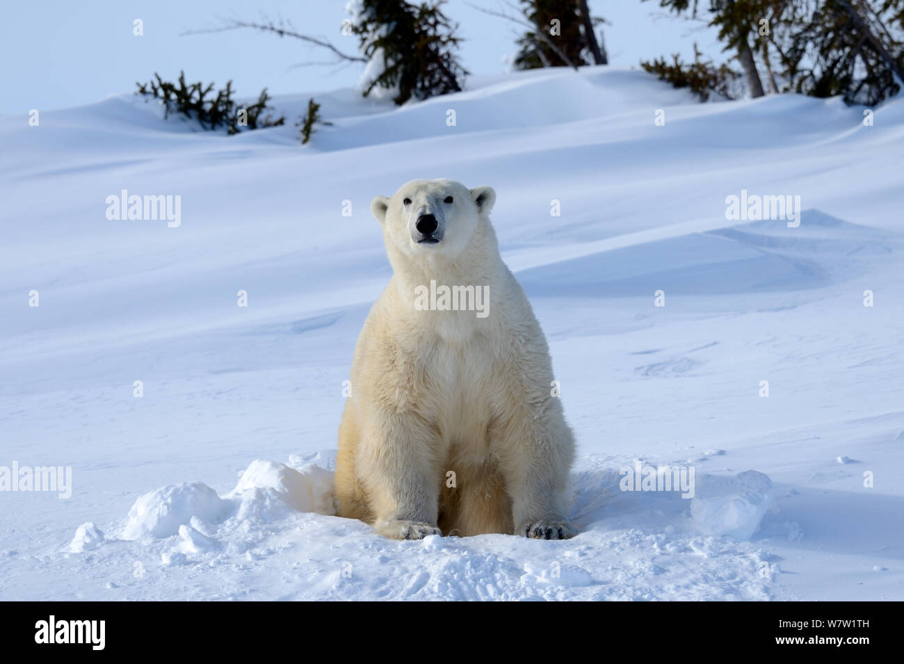 Orso polare (Ursus maritimus) femmina che esce la den. Wapusk National Park, Churchill, Manitoba, Canada, Marzo. Foto Stock