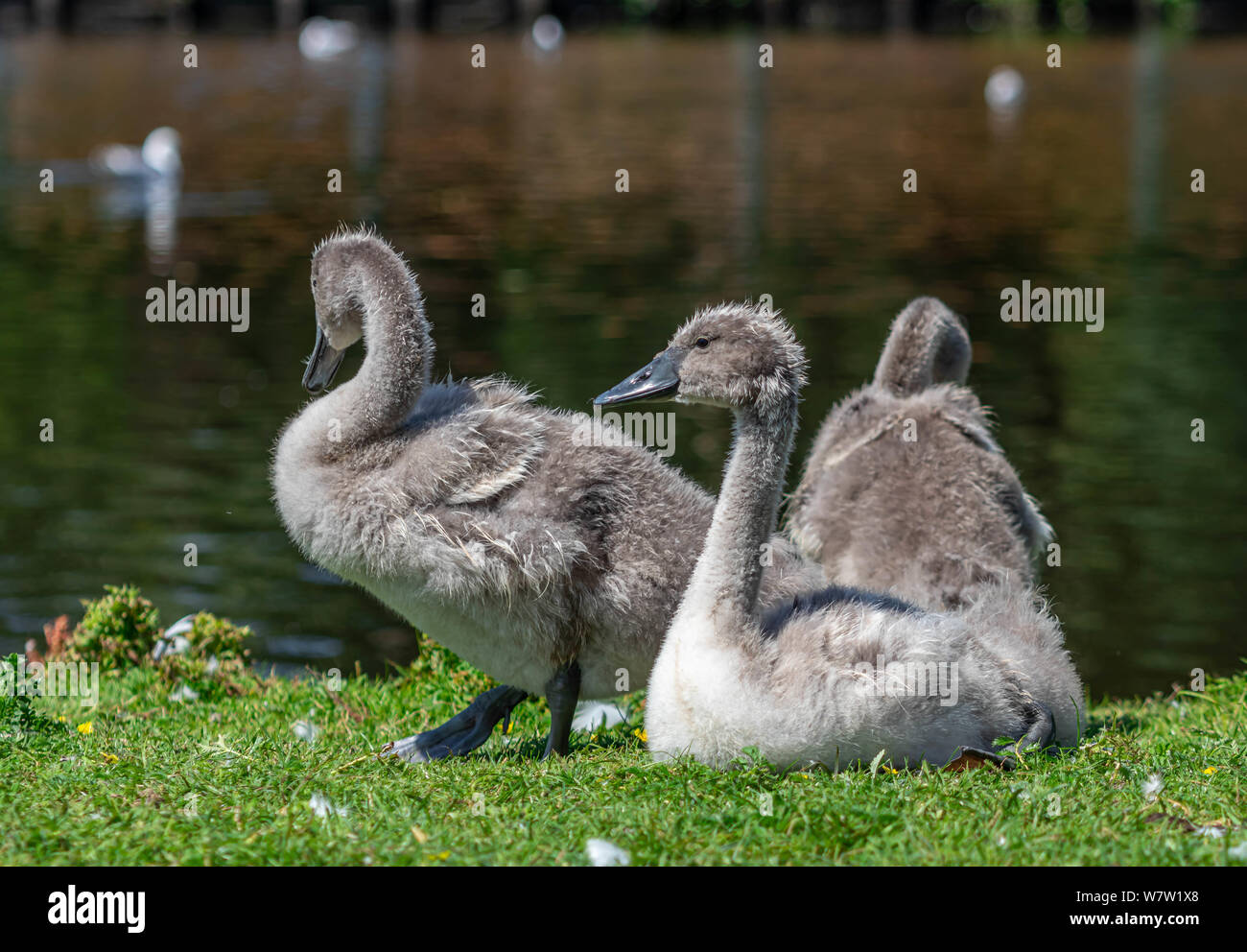 Tre simpatici baby swan, uccello ritratto Foto Stock