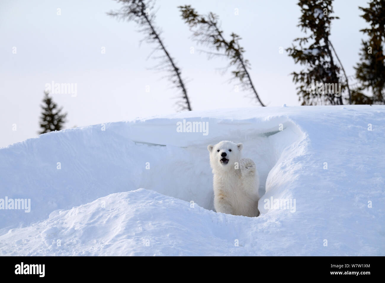 Polar Bear Cub 3 mesi (Ursus maritimus) giocando nella parte anteriore del giorno den in marzo. Wapusk National Park. Churchill, Manitoba, Canada Foto Stock