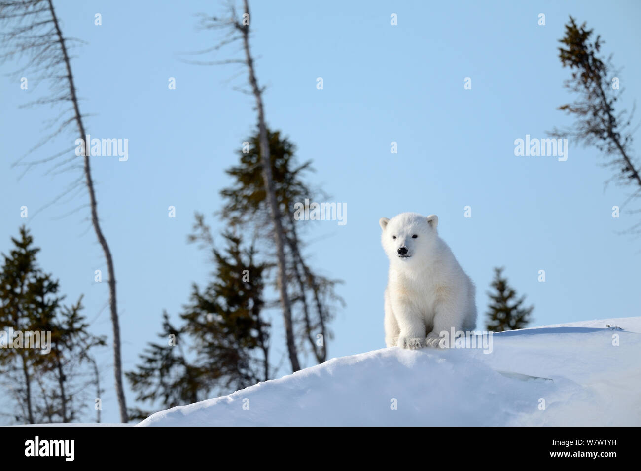 Polar Bear Cub 3 mesi (Ursus maritimus) giocando nella parte anteriore del giorno den in marzo. Wapusk National Park. Churchill, Manitoba, Canada Foto Stock