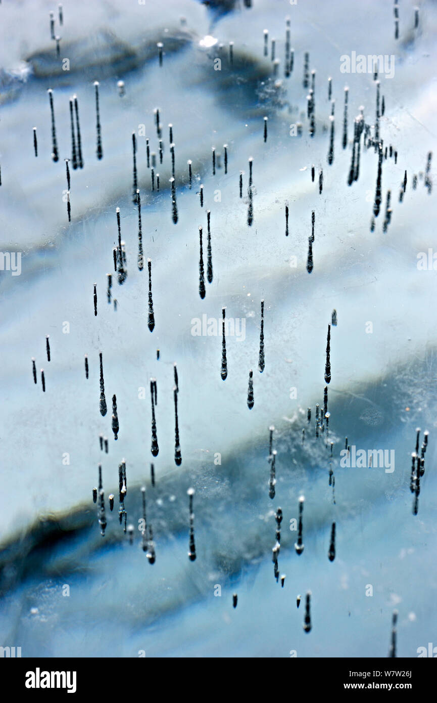 Linee di bolle catturati nel ghiaccio del Lago Baikal, Siberia, Russia, Marzo. Foto Stock