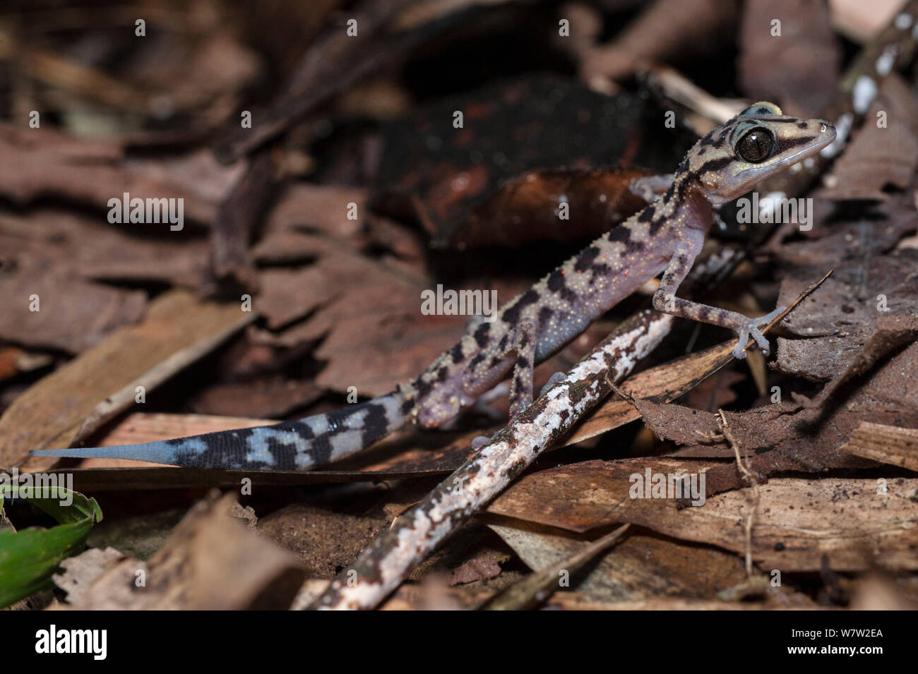 Gracile Big-headed Gecko (Paroedura gracilis) sul suolo della foresta di notte. Marojejy National Park, nel nord-est del Madagascar. Foto Stock