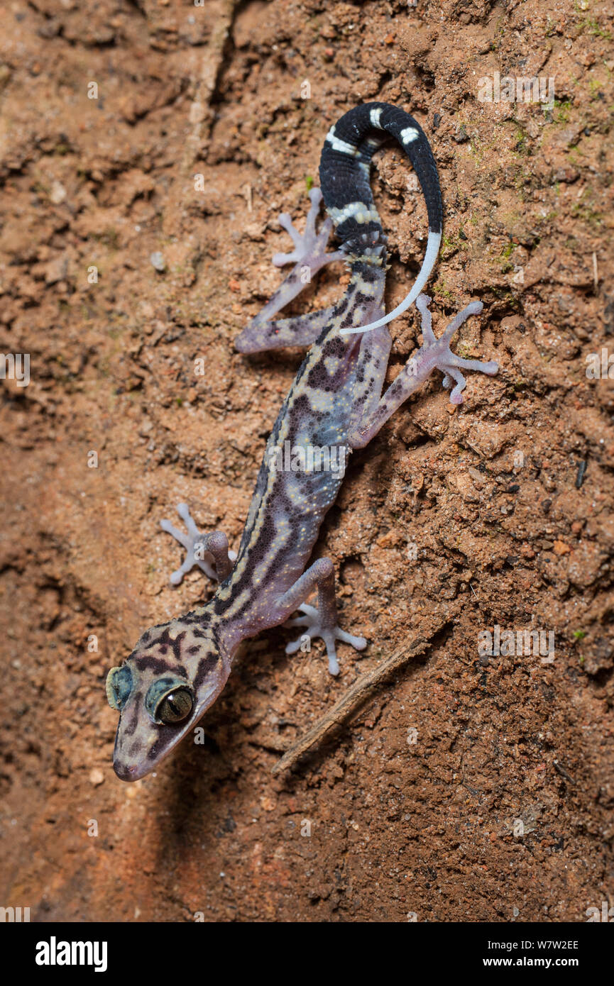 Gracile Big-headed Gecko (Paroedura gracilis) arrampicate sulle radici di albero di notte. Marojejy National Park, nel nord-est del Madagascar. Foto Stock