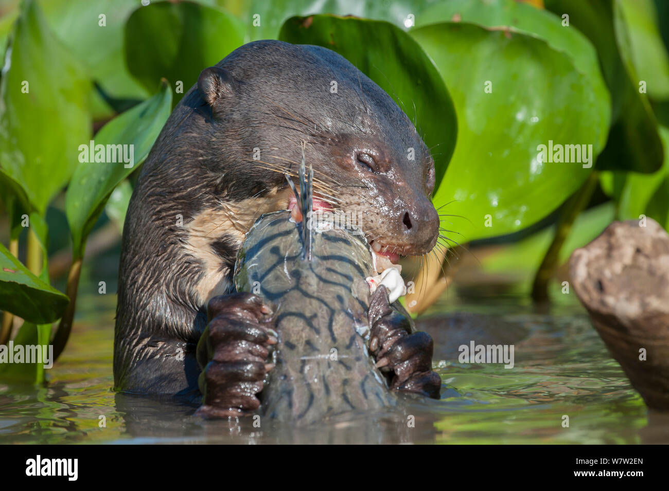 Giant Lontra di fiume (Pteronura brasiliensis) alimentazione su Striped Catfish o Cachara (Pseudoplatystoma fasciatum) tra giacinto d'acqua. Off tributario del fiume Cuiaba, Mato Grosso, Pantanal, Brasile. Foto Stock