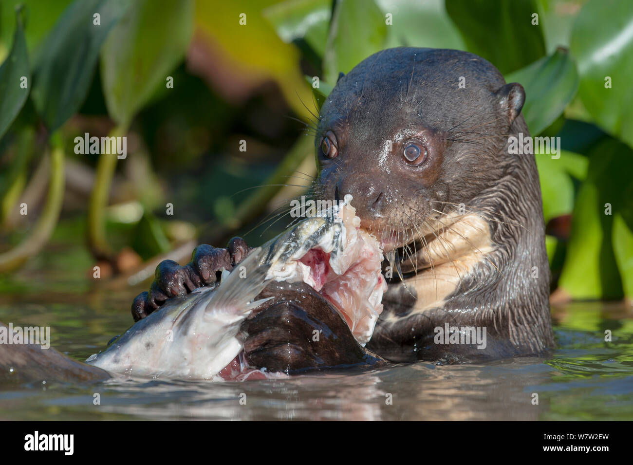 Giant Lontra di fiume (Pteronura brasiliensis) alimentazione su Striped Catfish o Cachara (Pseudoplatystoma fasciatum) tra giacinto d'acqua. Off tributario del fiume Cuiaba, Mato Grosso, Pantanal, Brasile. Foto Stock