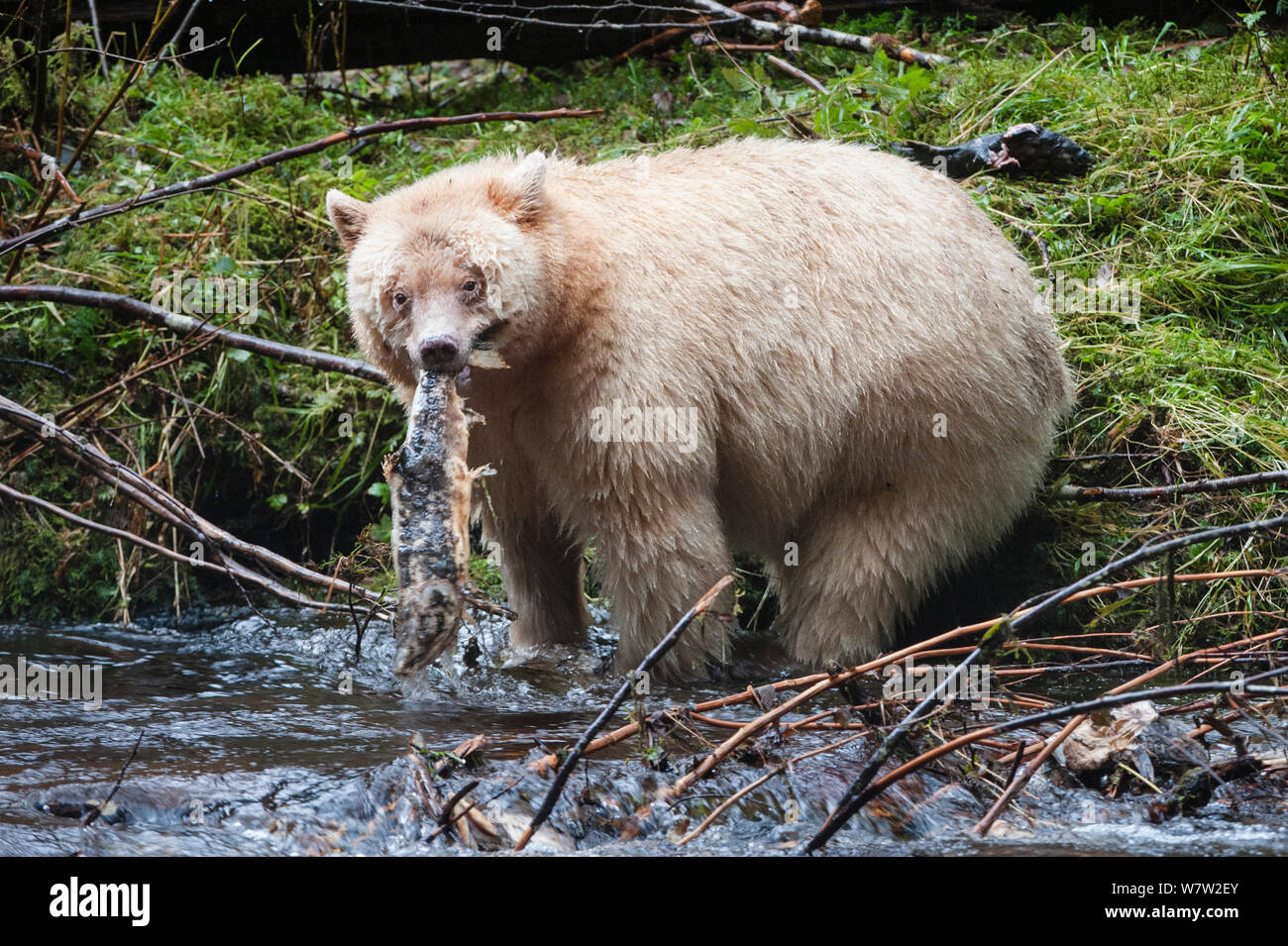 Lo Spirito per adulti / Kermode Bear (Ursus americanus kermodei) - Bianco morph del Black Bear- da stream per la pesca del salmone. Gribbell isola, grande orso nella foresta pluviale, British Columbia, Canada, Ottobre. Foto Stock