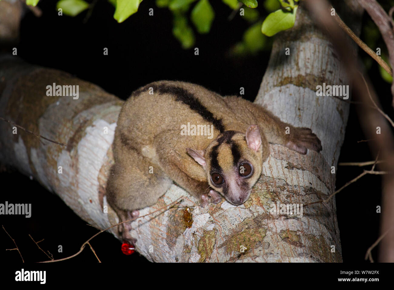 Forcella contrassegnato lemur Phaner (sp) o forcella nord-marcato (Lemur Phaner electromontis) o eventualmente una nuova specie di essere descritta come Daraina a forcella lemure contrassegnato. Nelle foreste vicino Andranotsimaty, Daraina, settentrionale del Madagascar. Foto Stock