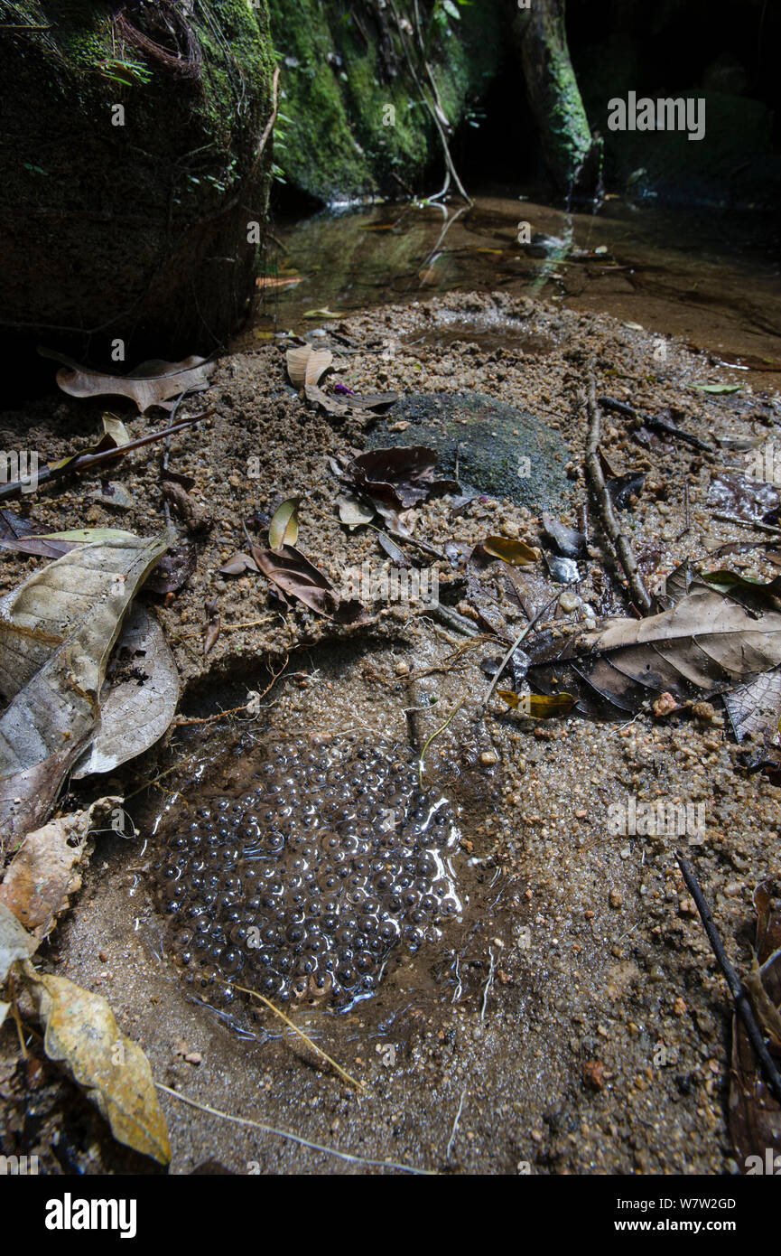 Spawn prevista da foresta pluviale frog (eventualmente Mantidactylus sp.) in depressione vicino a un piccolo torrente. Marojejy National Park, nel nord-est del Madagascar. Foto Stock