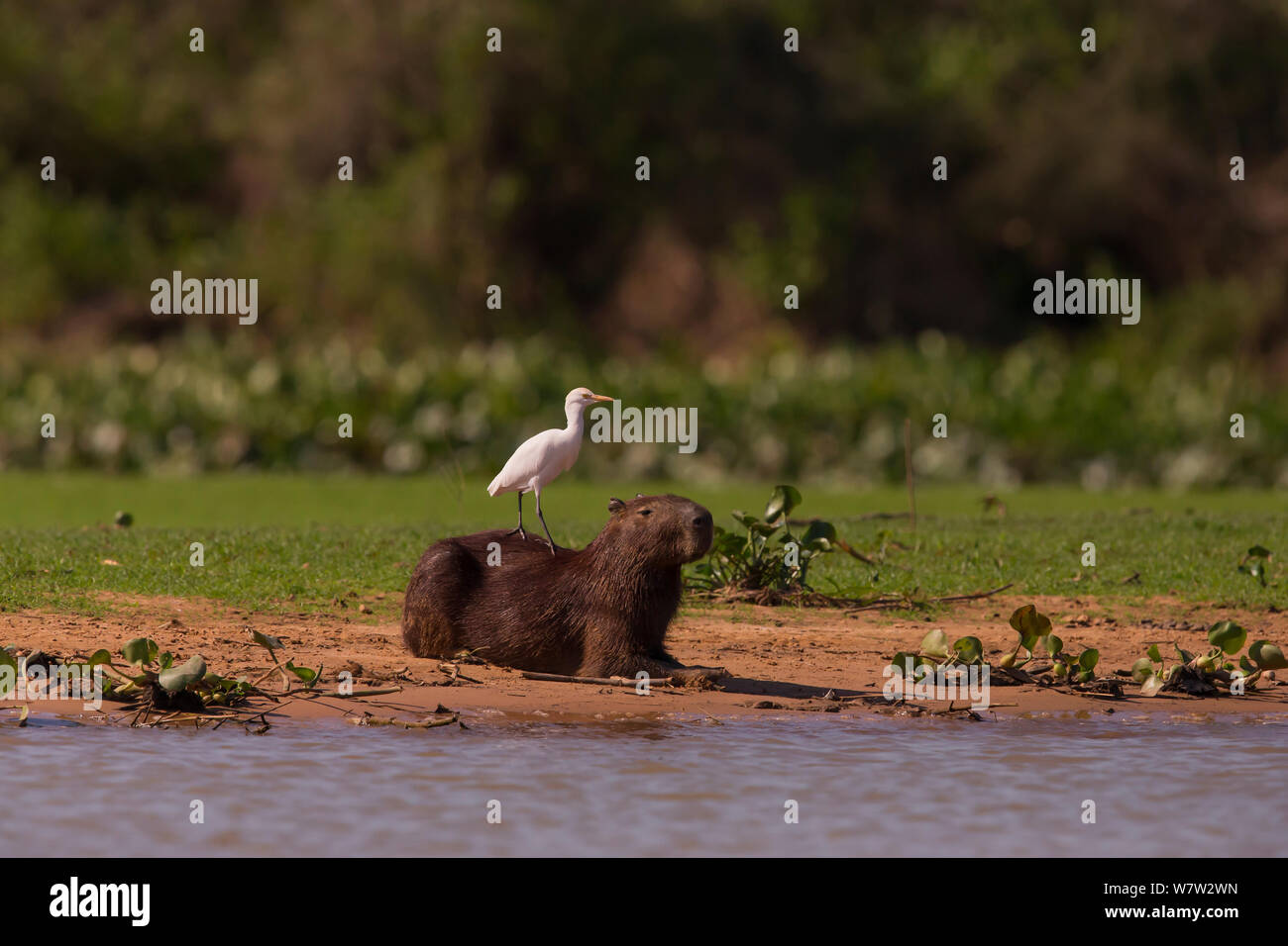 Capibara (Hydrochaeris hydrochaeris) e airone guardabuoi (Bubulcus ibis) a bordo d'acqua, Pantanal, Brasile. Foto Stock