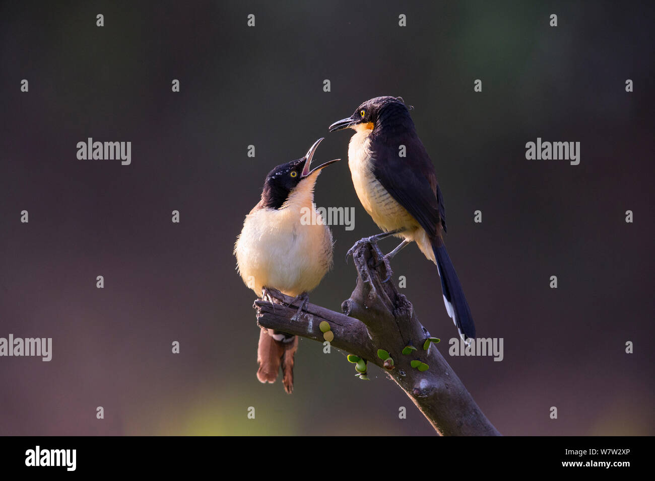 Donacobius (Donacobius atricapillus) giovani bird Elemosinare il cibo, Pantanal, Brasile. Foto Stock