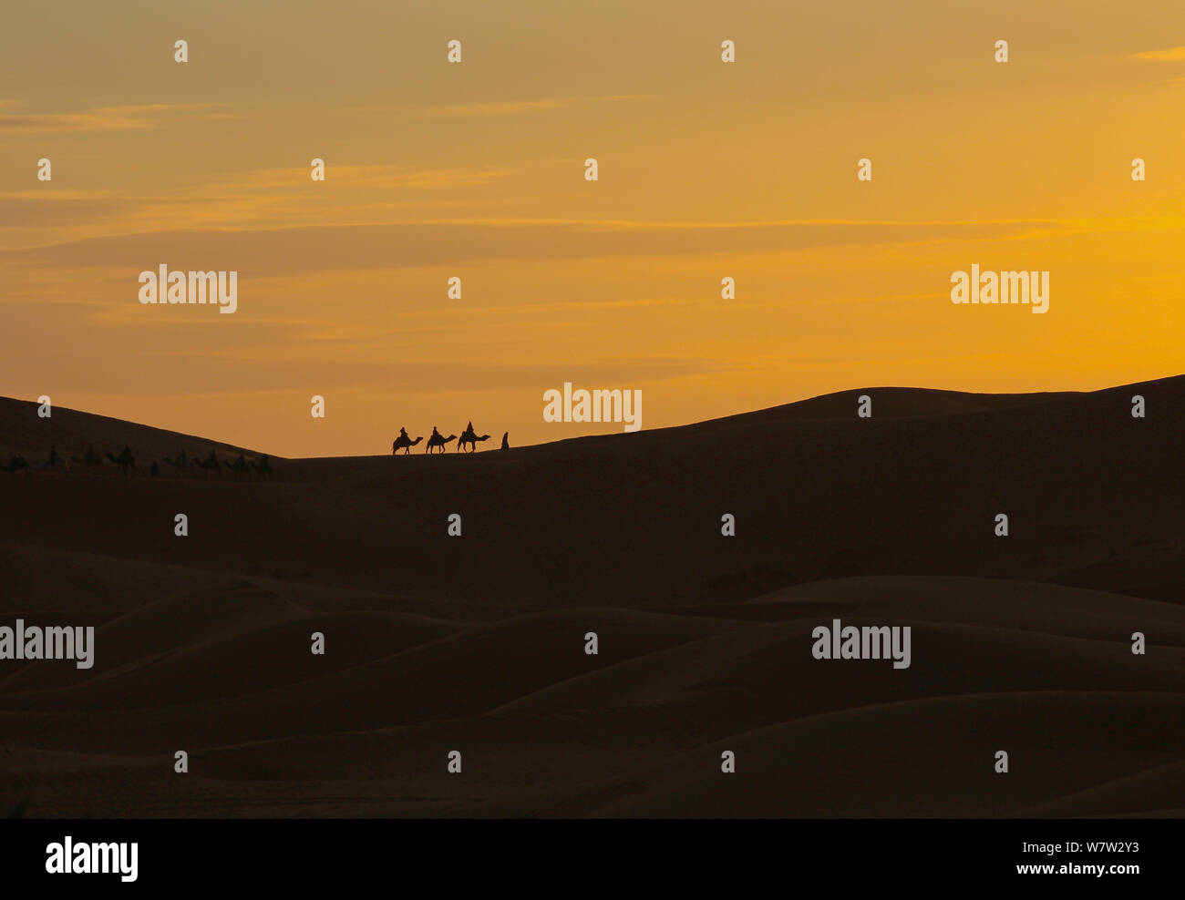 Nomaden auf Dromedaren (Kamele) bei Sonnenuntergang in der Sahara Wüste von Marokko Foto Stock