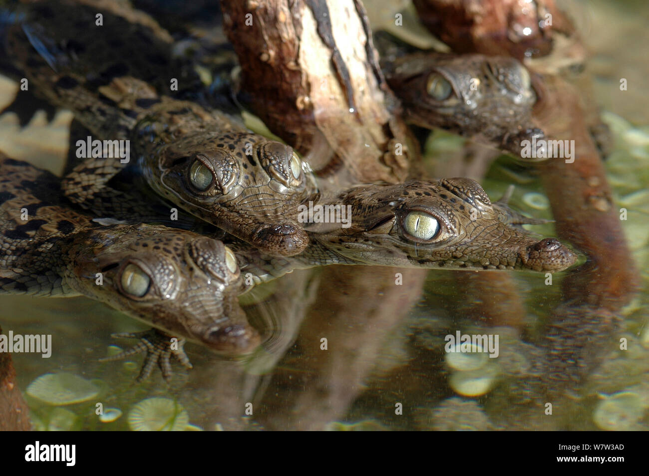 Coccodrillo americano (Crocodylus acutus) neonati nelle radici di mangrovia, Bahamas. Foto Stock