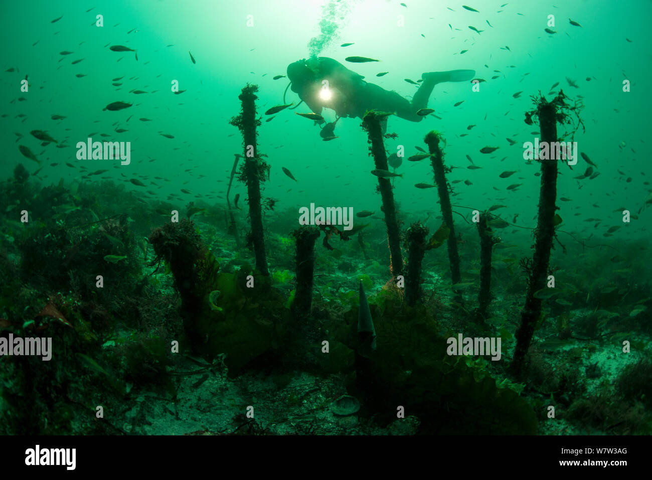 Il rame chiglia perni dal relitto di un British primo tasso di nave da guerra. HMS Colossus smantellata nel 1758, St Mary strade. Isole Scilly. Inghilterra, Regno Unito, Agosto 2013. Foto Stock